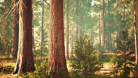 Secuoyas-Gigantes-En-El-Bosque-Gigante-Del-Parque-Nacional-De-Secuoyas