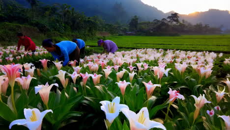farmers harvesting lilies in a rural landscape at sunrise