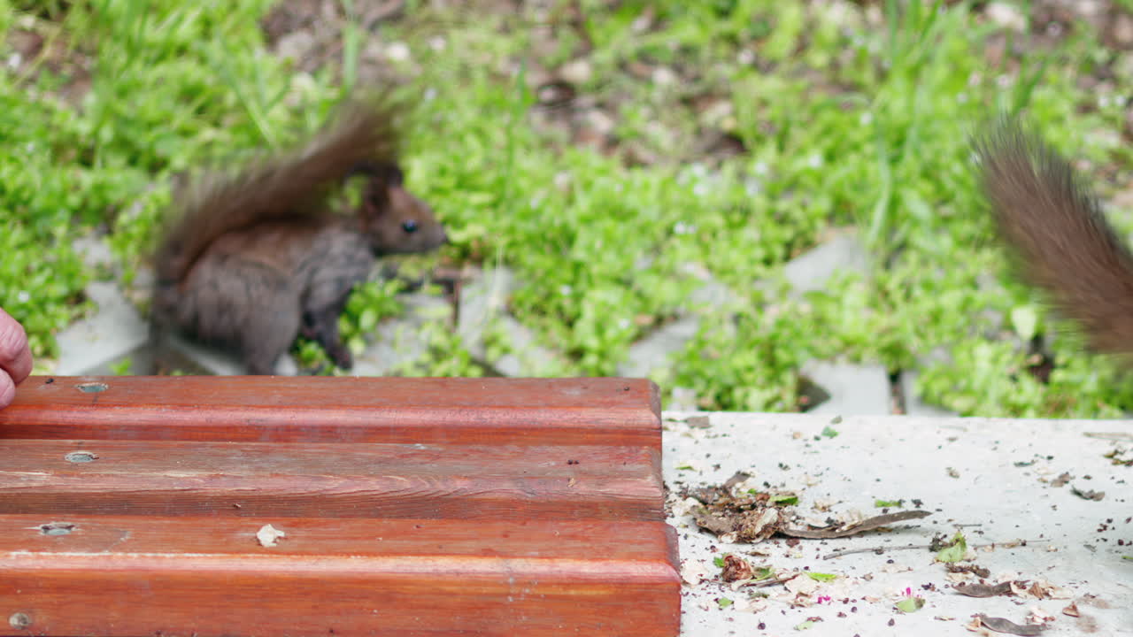 Man feeding nuts to a brown squirrel in the park
