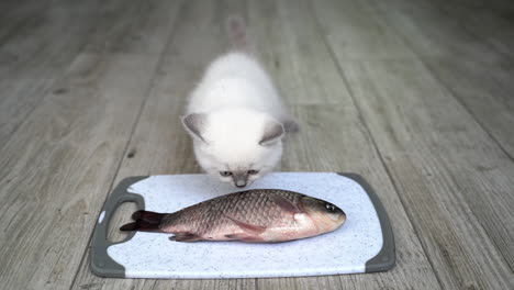 feeding cat with fish. kitten eats food from plate placed on the wooden floor