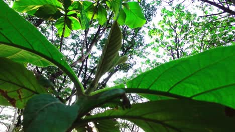 las hojas verdes se mueven con el viento