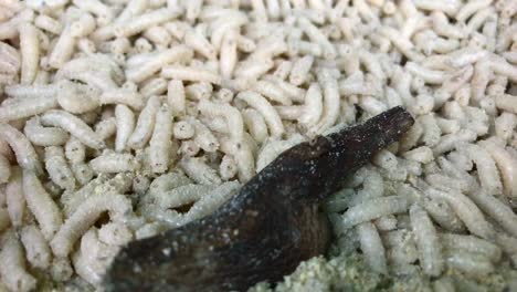 a small piece of wood moves on top of crawling maggots, close up