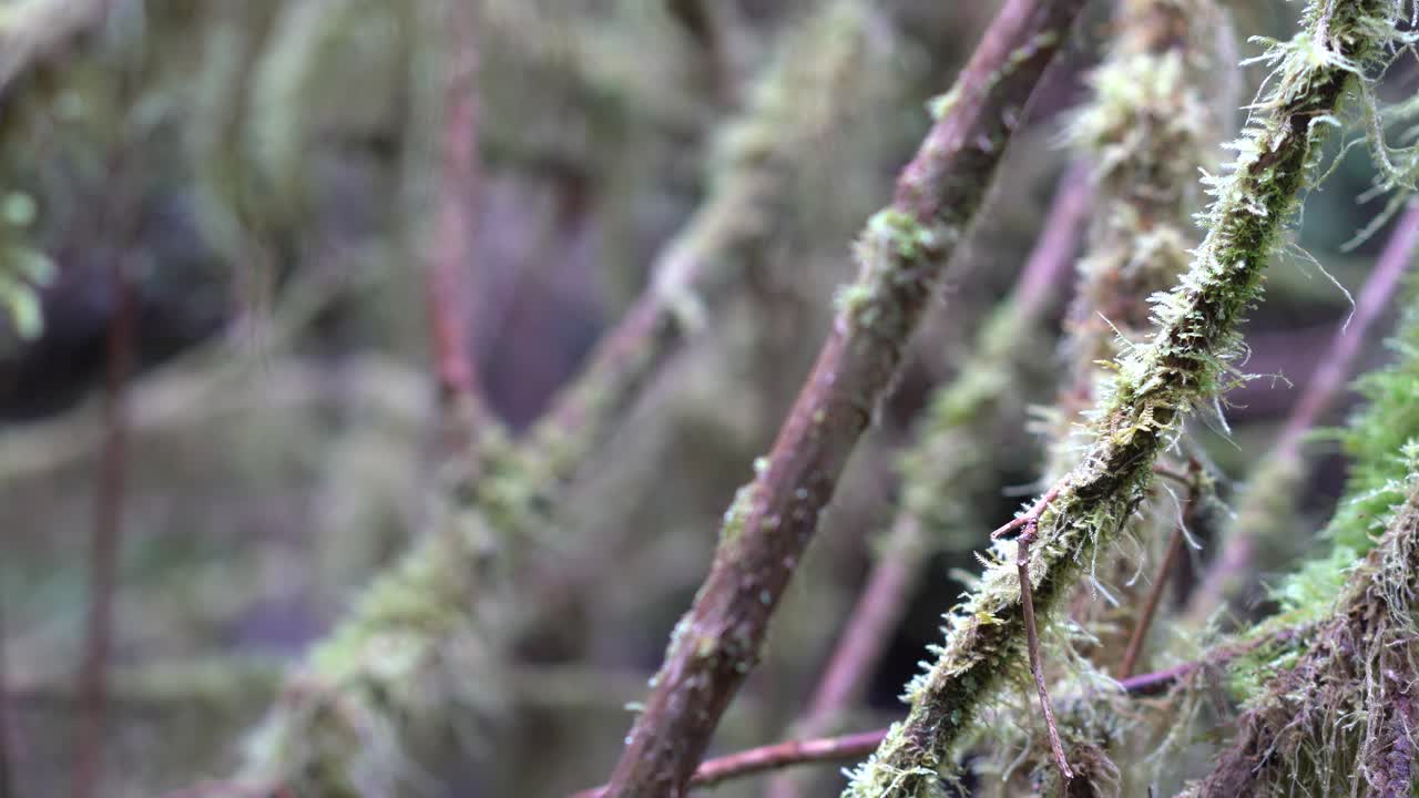 большие палки в уединенном тропическом лесу