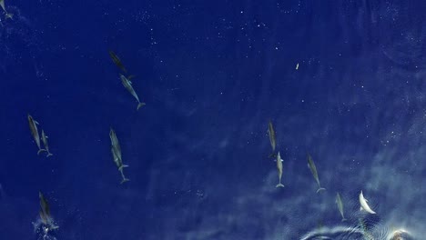 playful dolphins jumping and swimming as a family by the blue ocean