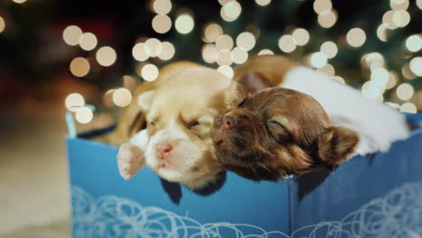 un pequeño cachorro somnoliento en una caja de regalo contra un fondo de luces de guirnalda borrosas