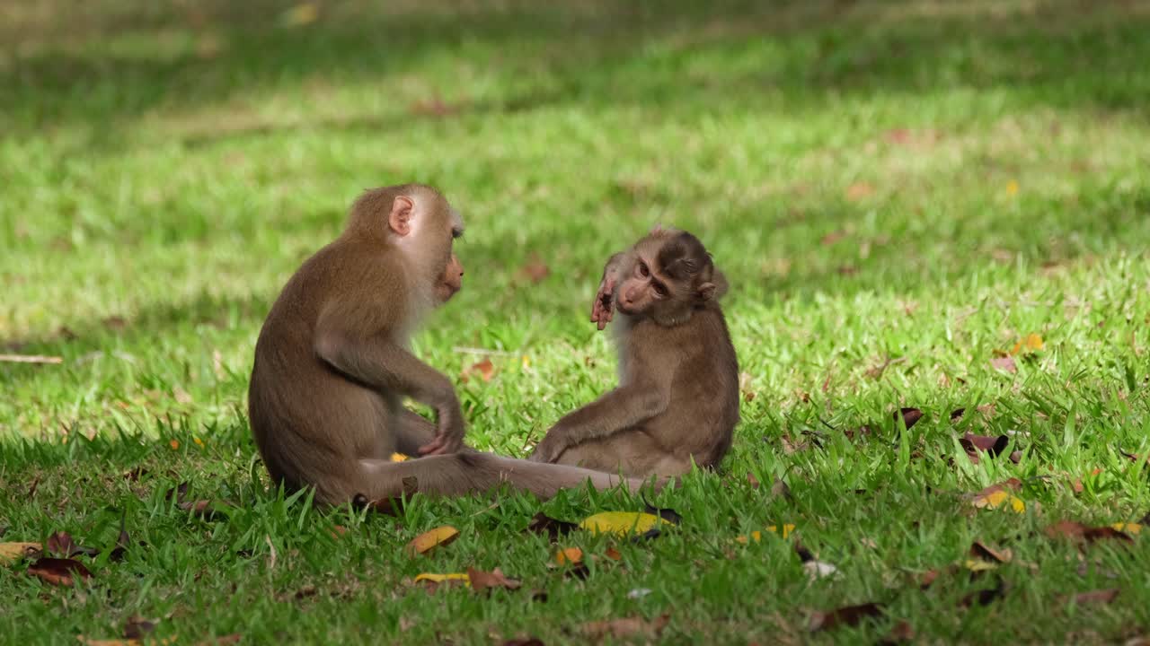 macaco de cola de cerdo del norte, macaca leonina acicalando a sus crías en su trasero, luego ambos se sientan a rascarse y luego acicalan a sus crías nuevamente en su cara, parque nacional khao yai, tailandia