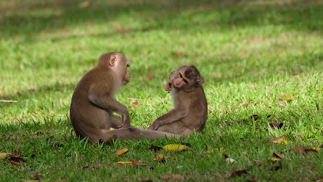 macaco dalla coda di maiale settentrionale, macaca leonina che pulisce i suoi piccoli sul lato del sedere, poi si siedono entrambi per grattarsi e poi puliscono di nuovo i suoi piccoli sulla faccia, parco nazionale di khao yai, thailandia