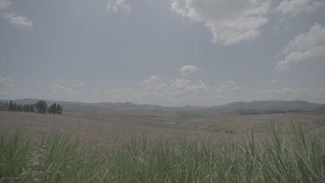 Toma-De-Campos-Agrícolas-Dorados-En-El-Paisaje-De-Toscana-Italia-En-Un-Día-Soleado-Con-Cielo-Azul-Y-Nubes-En-El-Horizonte-Con-Plantas-Secas-En-Primer-Plano-Moviéndose-En-Un-Registro-En-Cámara-Lenta