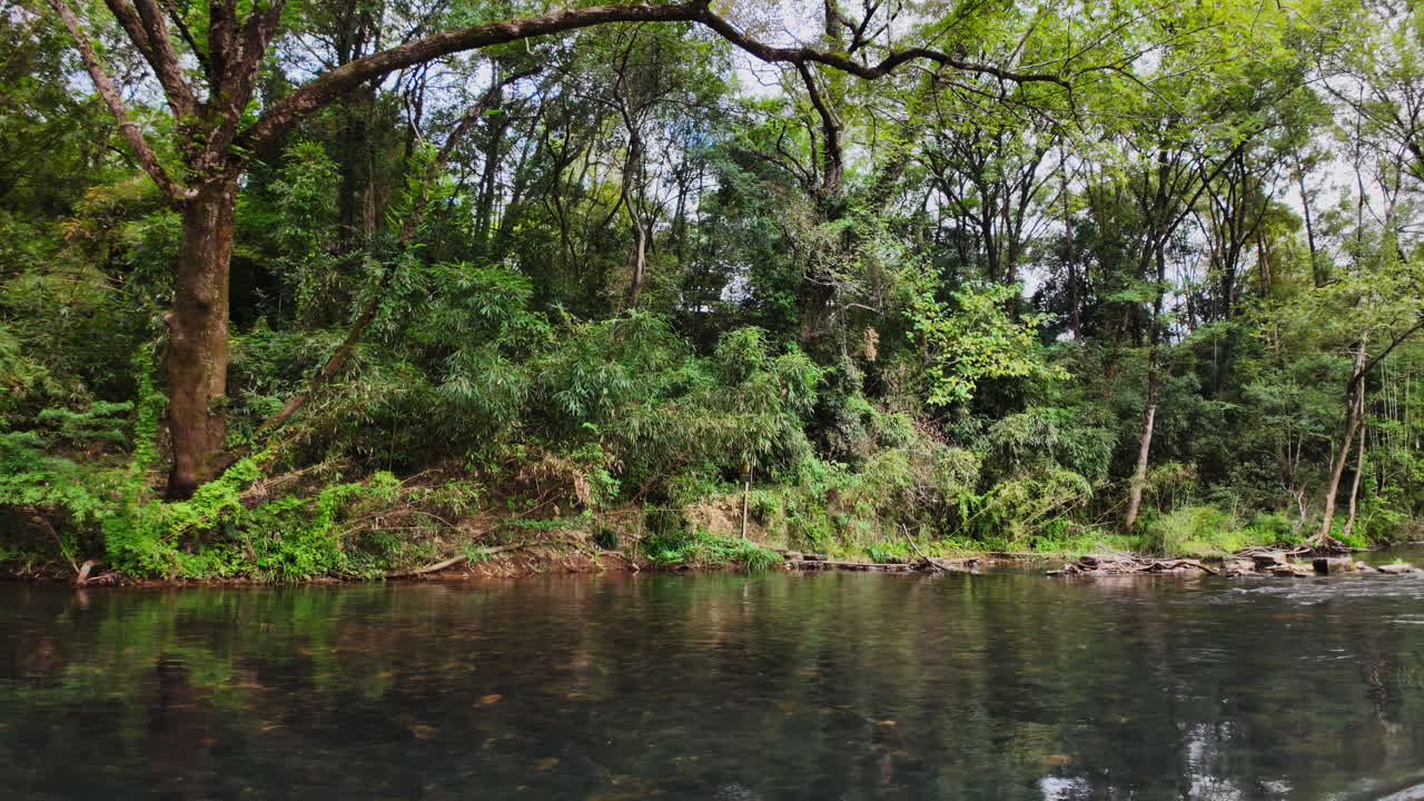 울창한 숲을 가로질러 흐르는 강