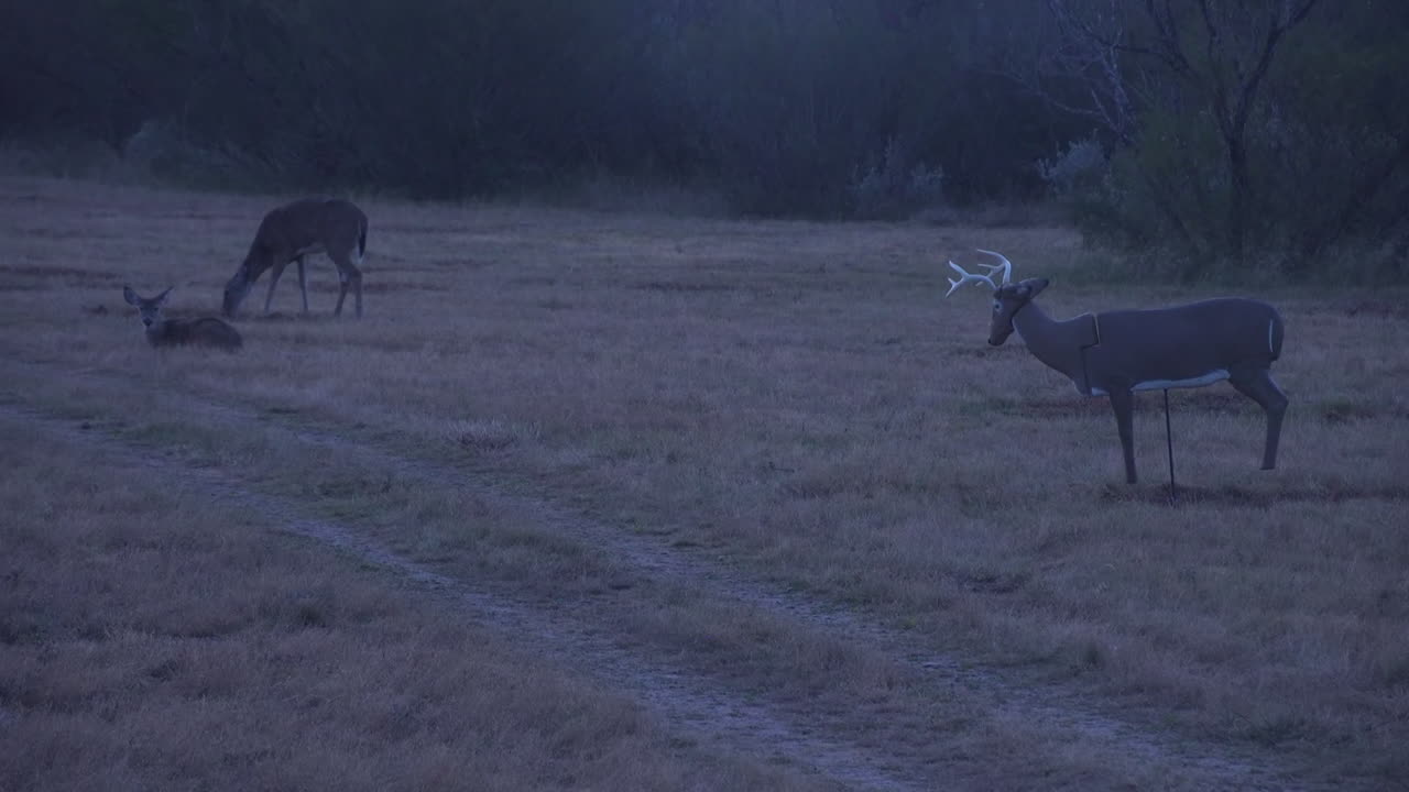 белохвостая лань и приманка