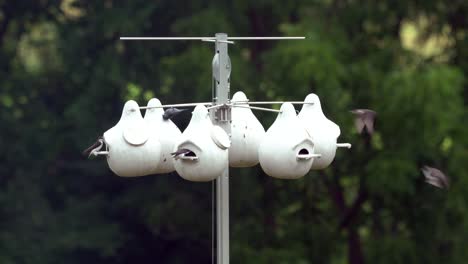 golondrinas anidando en algunas casas de pájaros de calabaza blanca en un poste alto
