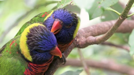 two parrots sitting in tree branch and making love to each other