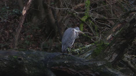 a grey heron, ardea cinerea, perched on fallen trunk beside a lake