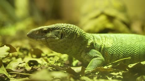 varanus gouldii lizard crawling in reptile zoo park, sticking tongue out