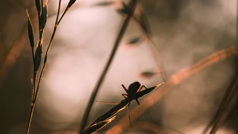 insect on grass stem