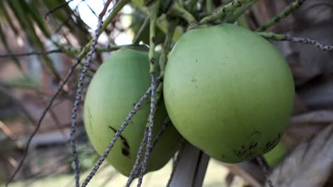 Cámara-Lenta:-Cocos-Colgando-Debajo-De-Un-árbol