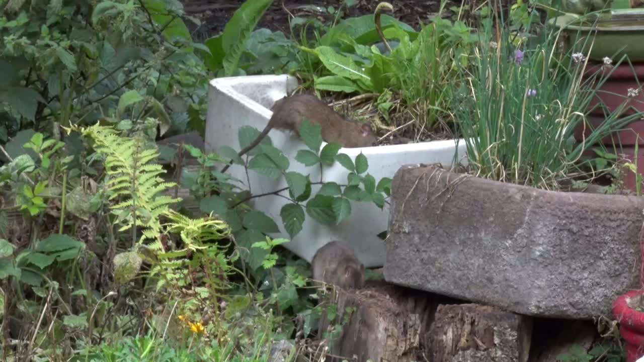 도시 정원에서 새 먹이  아래에서 씨을 찾는 갈색  (rattus norvegicus)