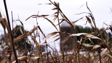 Corn-stalks-before-harvest-with-grain-silo-in-the-background