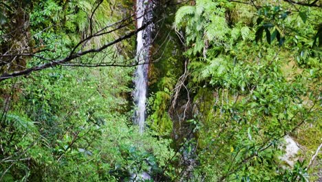 Versteckter-Wasserfall-Tief-Im-üppigen-Neuseeländischen-Regenwald