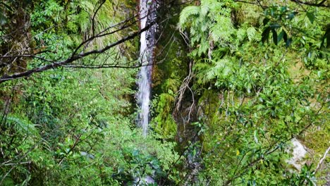 cascada escondida en lo profundo de la exuberante selva tropical de nueva zelanda