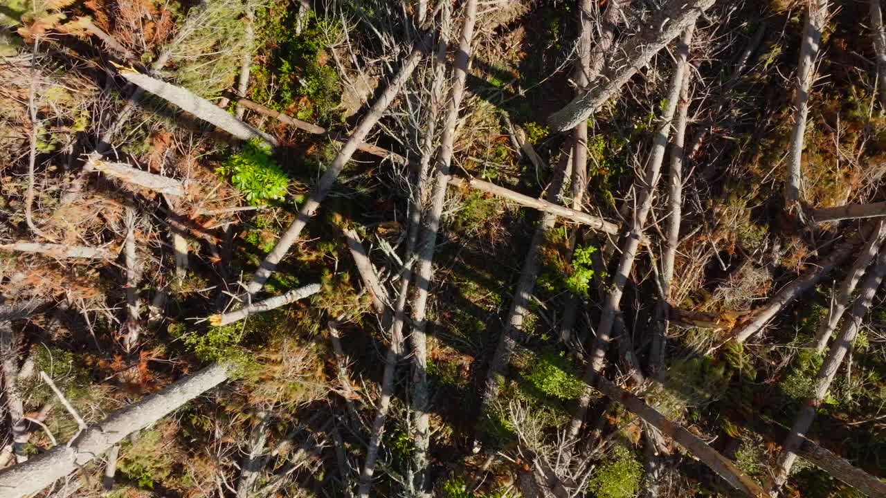 사이클론 에 의해 손상 된 소나무 들 위 의 공중 전망