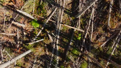 aerial view over pine trees damaged by cyclone