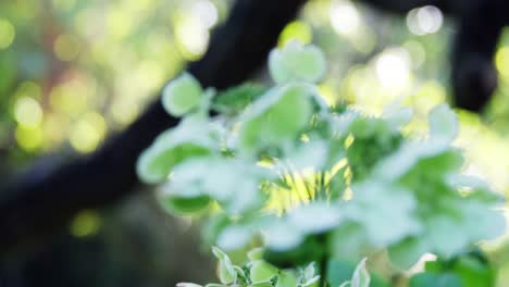 close-up of flora in garden