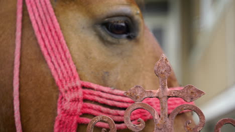 a clouseup of an iron cross in front of a horse