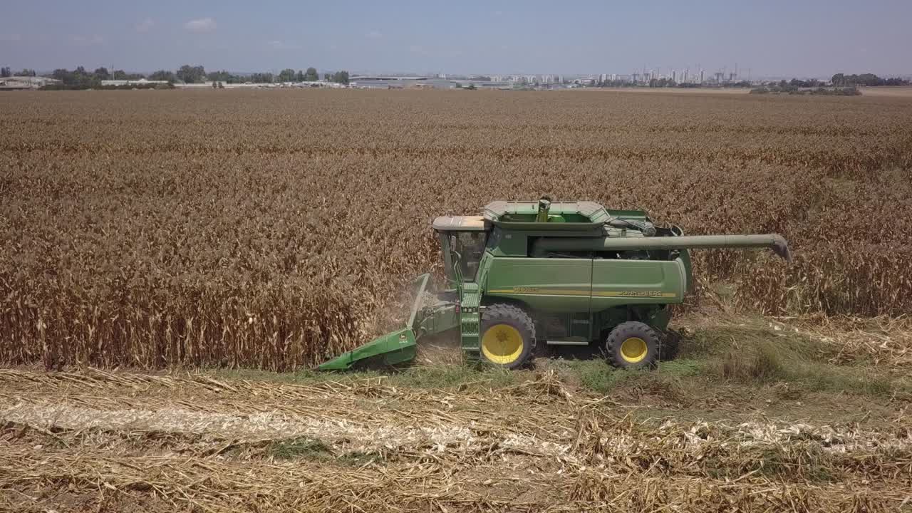 cosecha de maíz en el campo