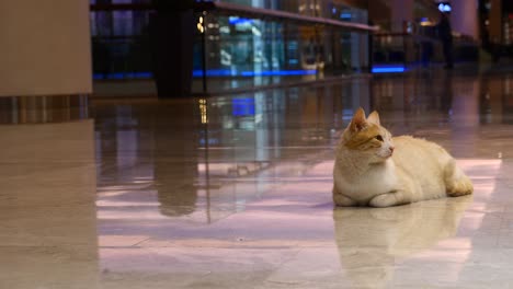 cat resting on the floor of a shopping mall at night