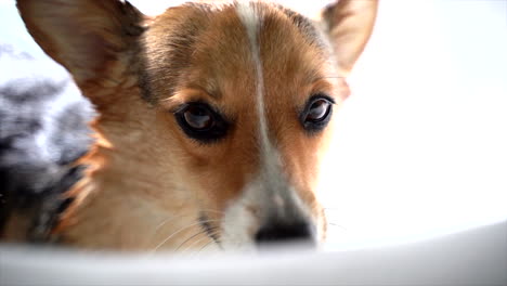 corgi-dog-getting-a-bath