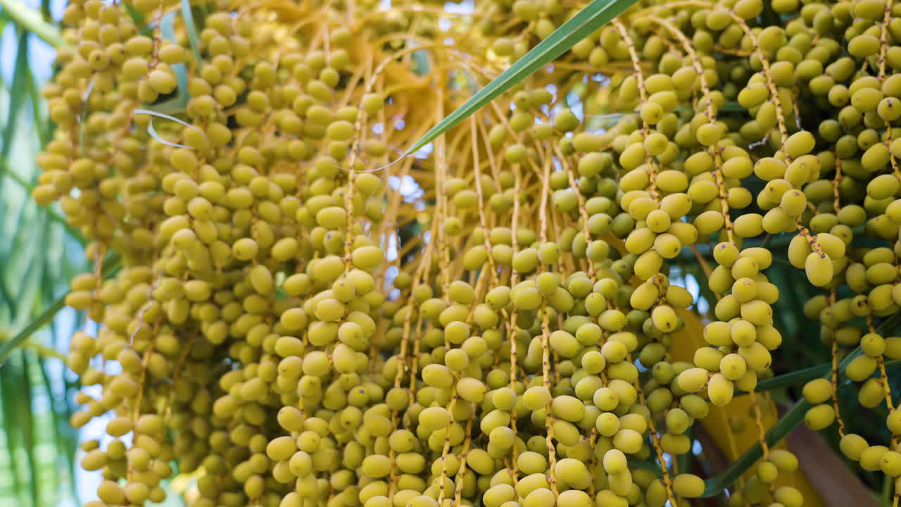 Close-up of a cluster of green dates on a date palm tree