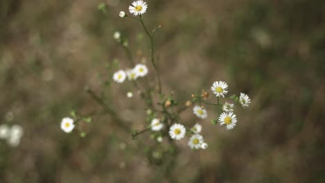 natural growing flowers in prairie nature