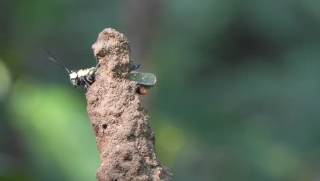 Grasshopper-in-mud---sand-