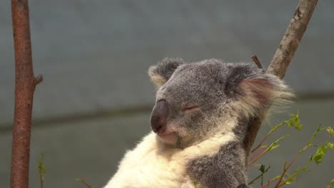 frío oso koala, phascolarctos cinereus con un estilo de vida sedentario, dormitando en la rama de un árbol con el viento tranquilo soplando sobre su pelaje esponjoso, conservación de la vida silvestre, especies en peligro de extinción en australia