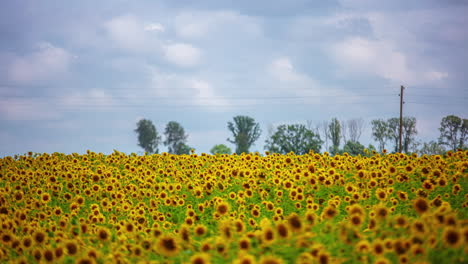 Sonnenblumenfeld-An-Bewölktem-Tag