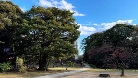 una vista serena del parque en los jardines de hama rikyu con árboles vibrantes y un cielo azul