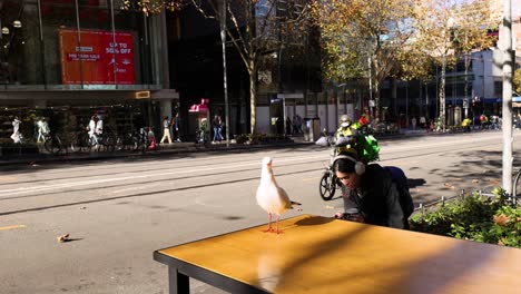 person interacts with seagull on street table