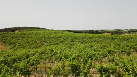 close up fast drone shot of a huge vineyard in tuscany, italy, during midday