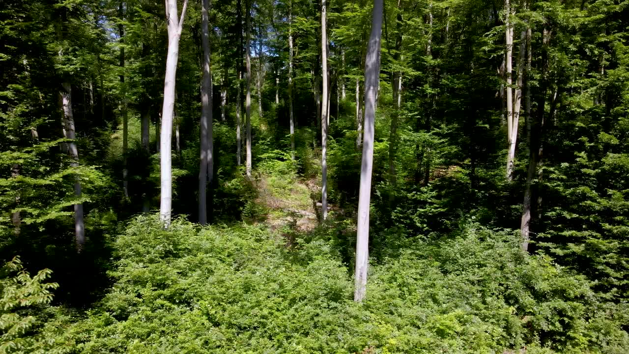 Jasne światło słoneczne oświetla drzewa i krzewy spokojnego lasu w pobliżu Pilis, Węgry.