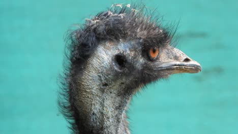 Emu-bird-head-closeup-looking