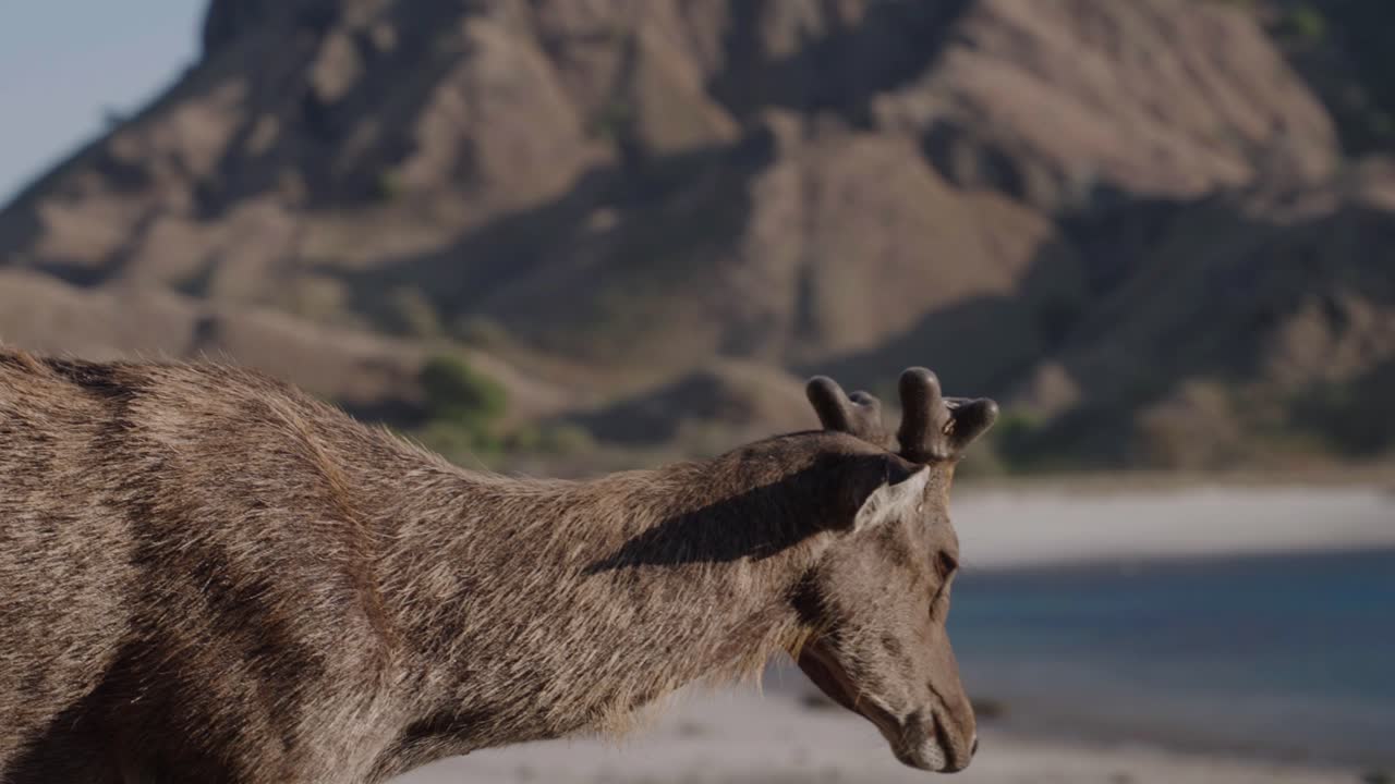 ciervos tranquilos masticando en la playa en la isla de padar, archipiélago de komodo, indonesia, desierto, viajes y turismo