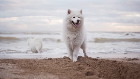 two cute samoyed dogs are playing on the beach in the sea or ocean together. slow motion shot