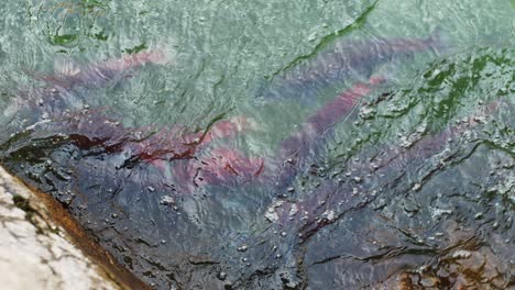 Traditional-Indigenous-First-Nations-salmon-fishing-along-a-river-in-BC