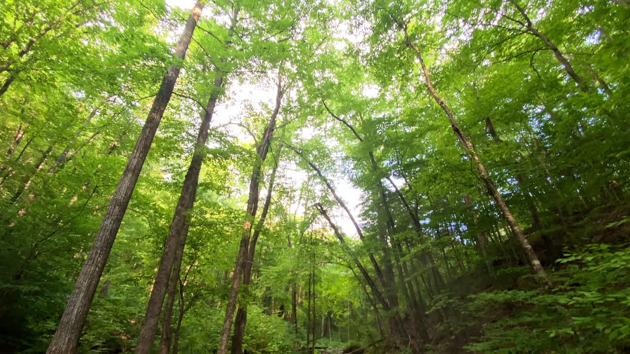 美麗的森林釣魚溪在密集的阿帕拉契亞森林在夏天