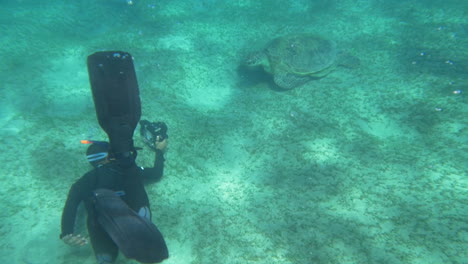 y el buzo gran tortuga marina