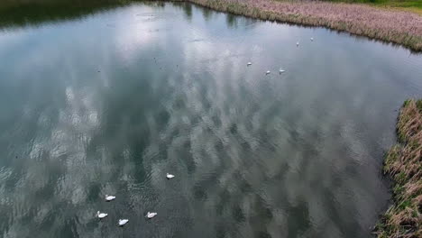 aerial view of a calm lake surrounded by reeds and pelicans swimming peacefully