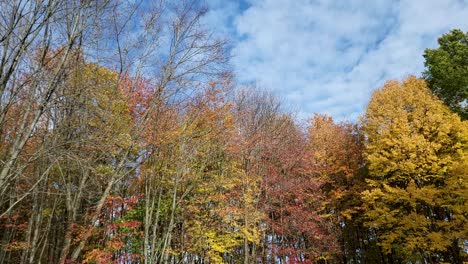 Time-lapse-De-Tiro-Estático-De-árboles-De-Gran-Altura-En-La-Temporada-De-Otoño-Con-Cielo-Azul