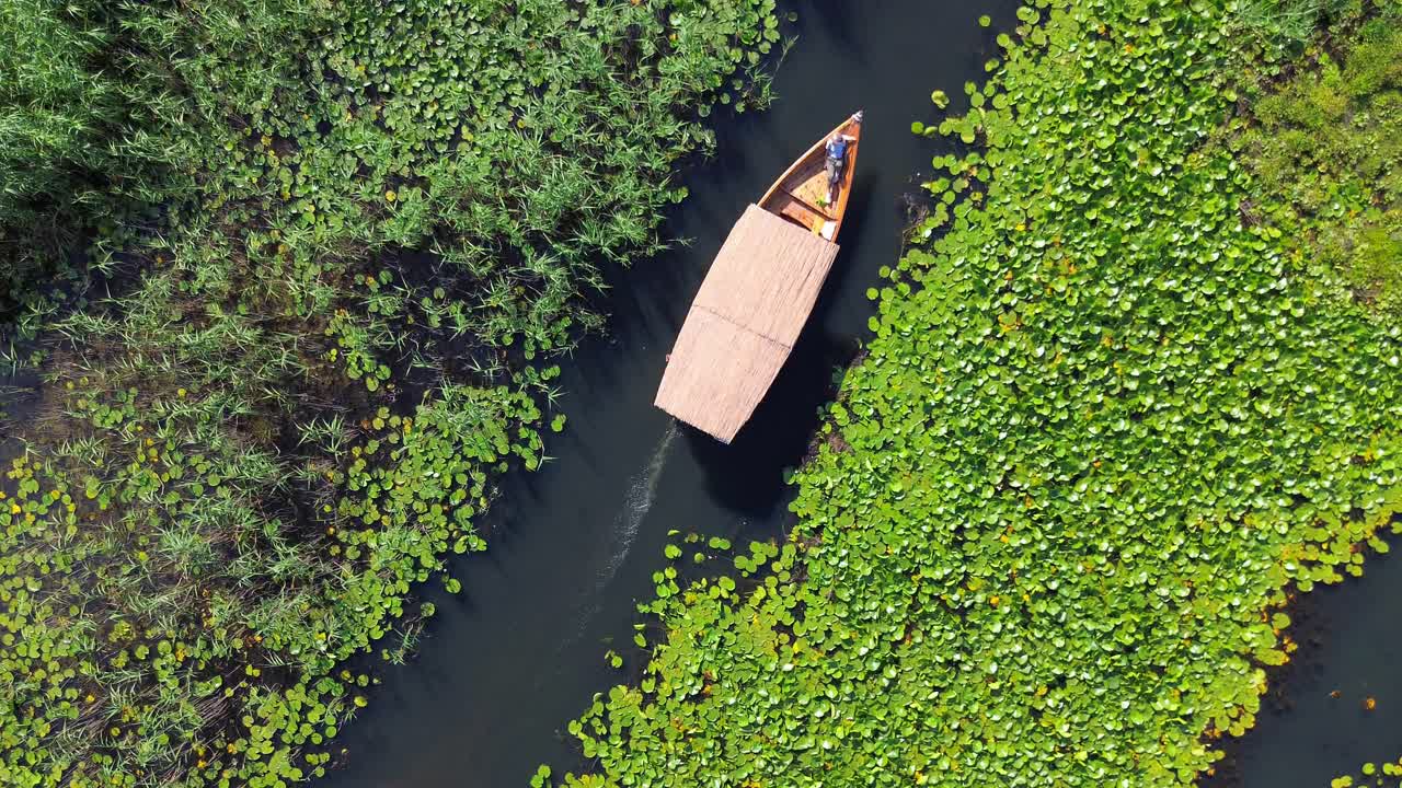 A wooden boat travelling along narrow channels through marsh willows, aquatic vegetation, Lake Skadar National Park, Aerial view