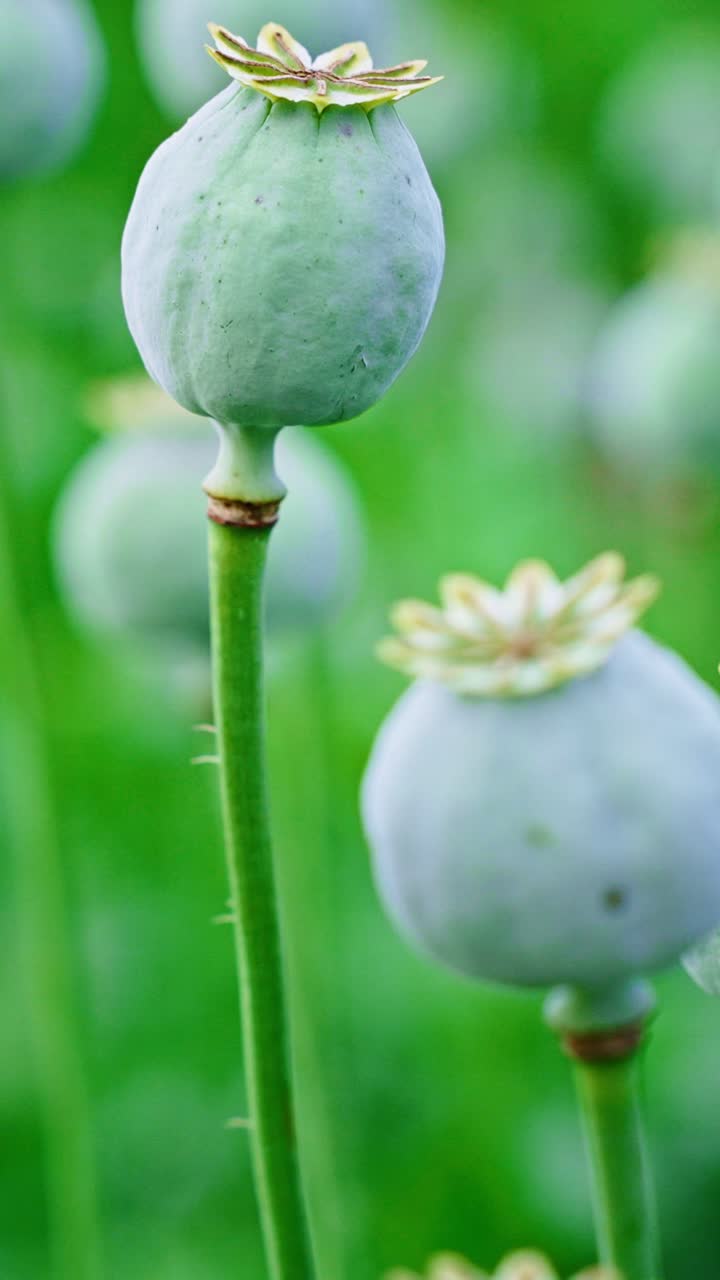 Polong biji poppy hijau berdiri tegak di ladang yang cerah di bawah terik matahari musim panas, menampilkan bentuk unik dan fitur halusnya, dikelilingi oleh tanaman hijau subur yang menambah ketenangan